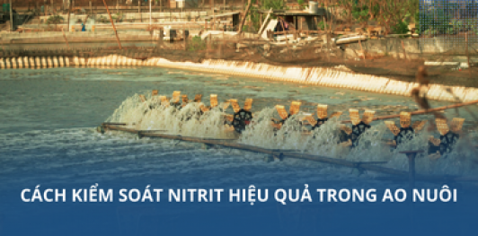 Cách kiểm soát nitrit trong ao nuôi hiệu quả